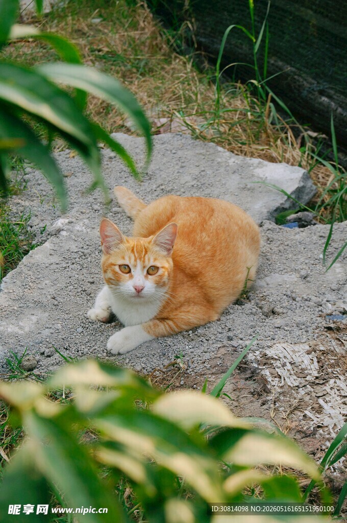 橘猫卧于石上休憩