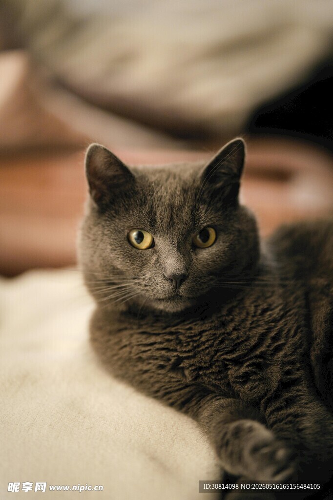 灰猫慵懒躺卧