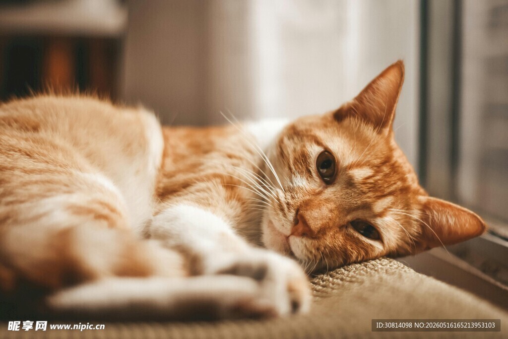 慵懒橘猫惬意躺卧