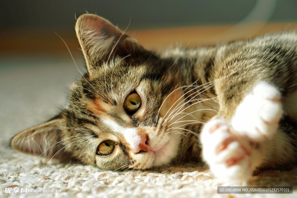 慵懒小猫惬意趴地
