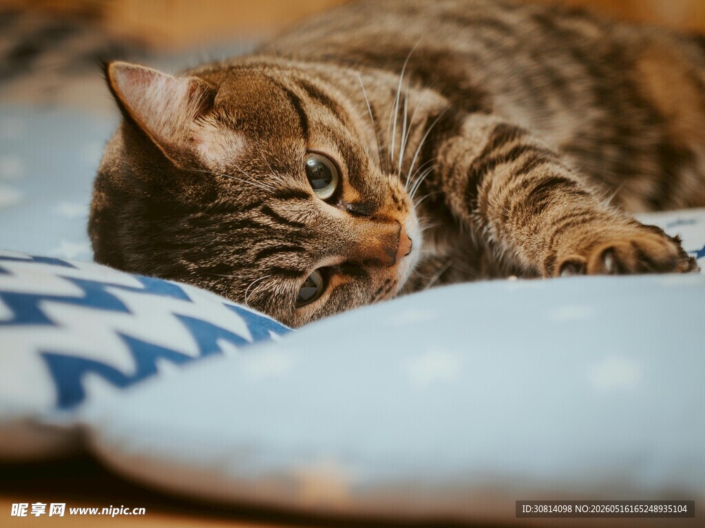 慵懒猫咪趴卧可爱模样