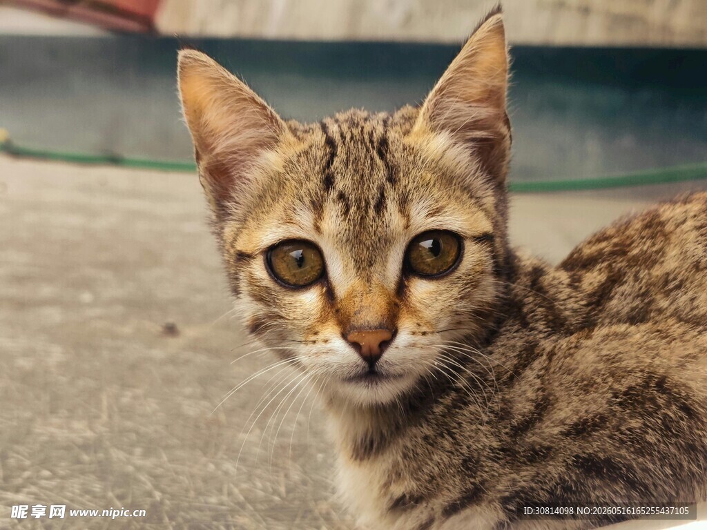 可爱斑纹猫凝视镜头