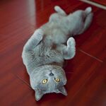 躺卧在木地板上的可爱猫咪