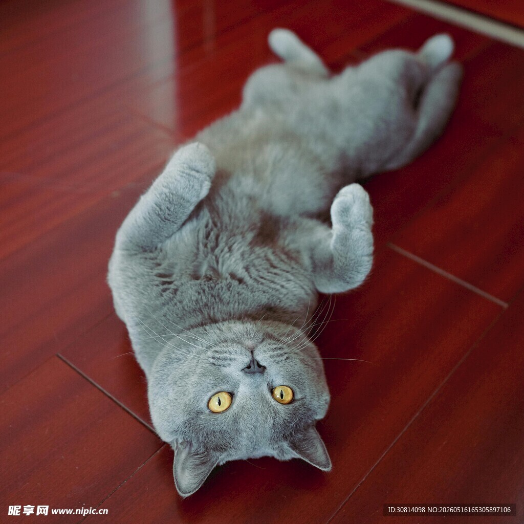 躺卧在木地板上的可爱猫咪