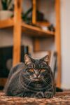 慵懒猫咪趴卧温馨室内