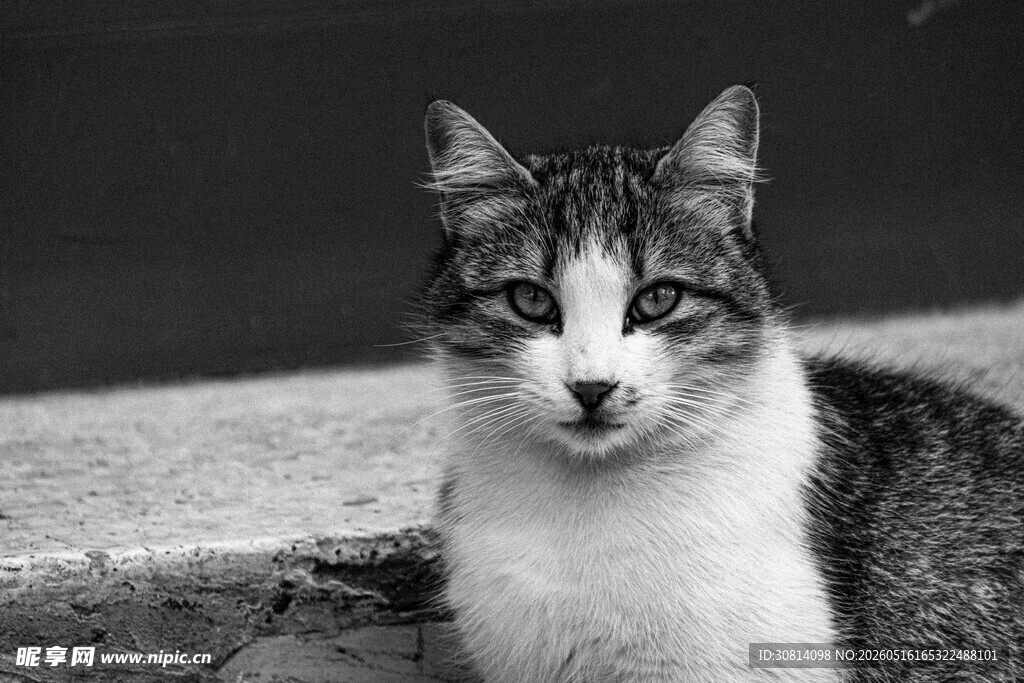 可爱猫咪特写