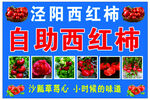 泾阳自助西红柿采摘