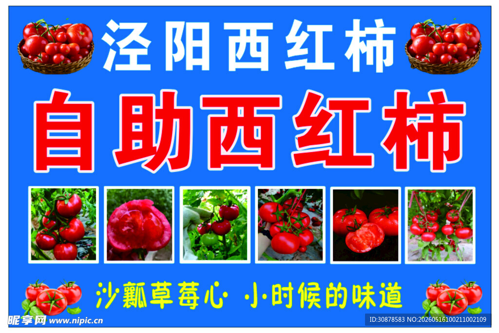 泾阳自助西红柿采摘