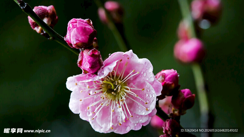 梅花