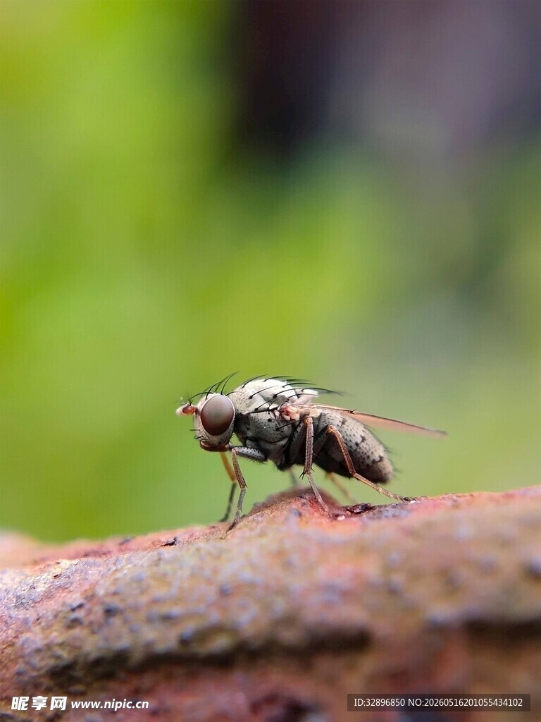 停留在红棕色物体上的苍蝇