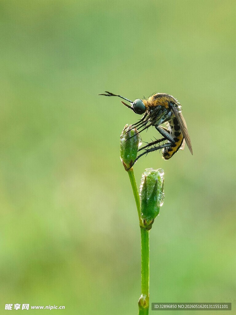 停留在绿枝上的小蜜蜂