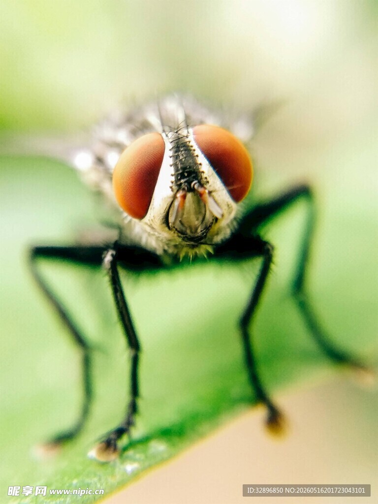 微距下的苍蝇特写