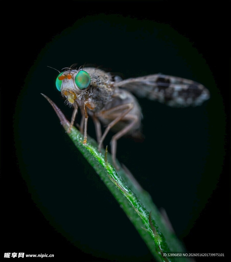 停在绿叶上的花眼小蝇