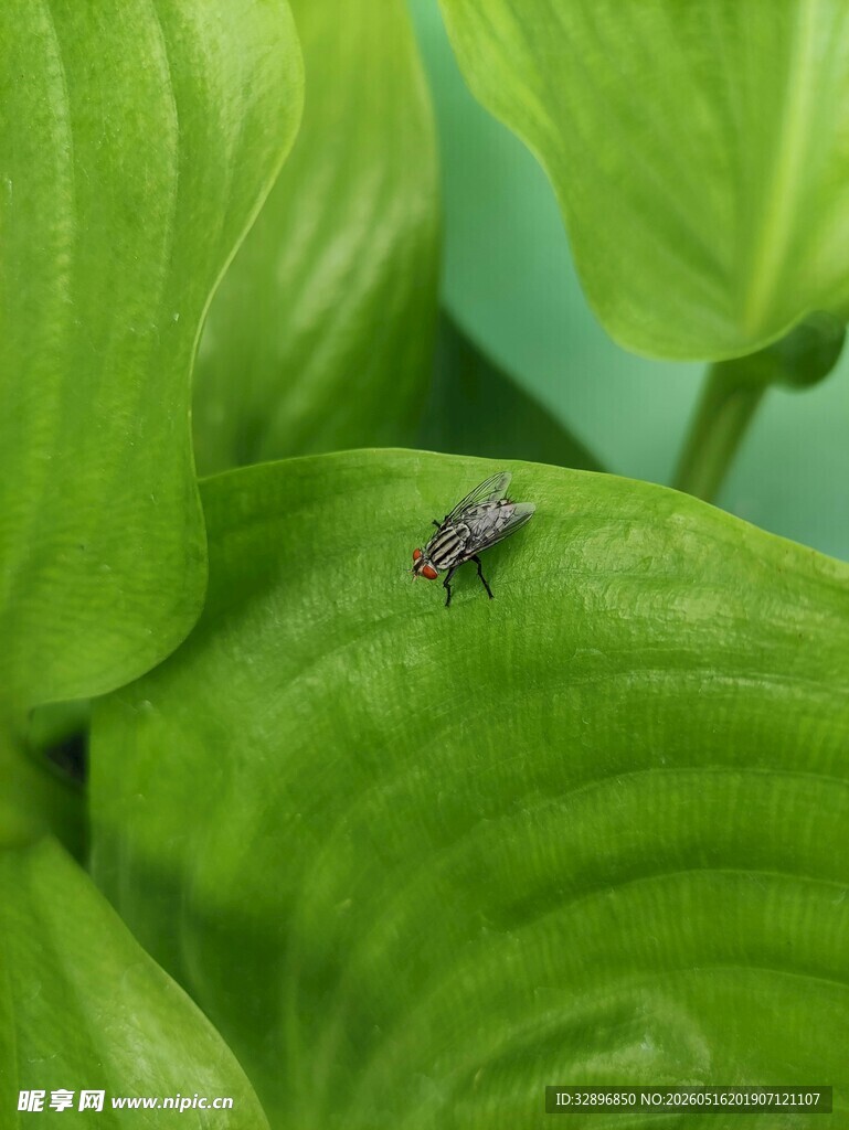 绿叶上的紫色小昆虫