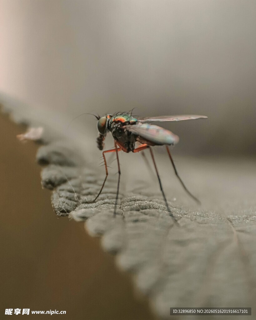 叶上停驻的长腿小昆虫