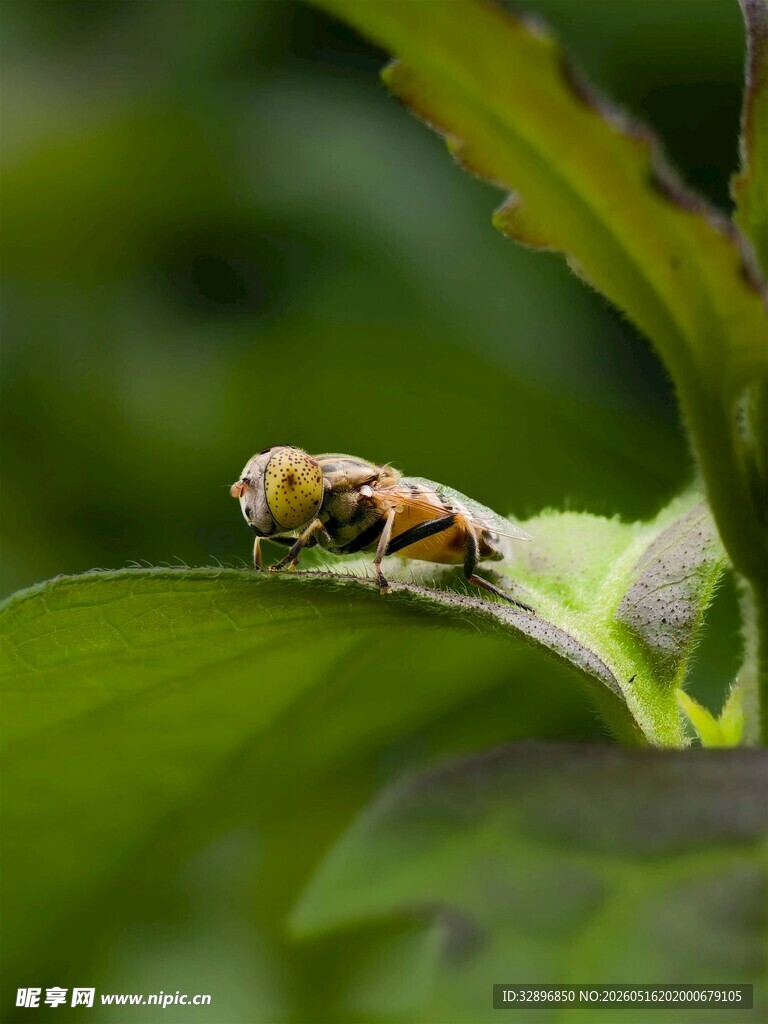 绿叶上的多彩小昆虫