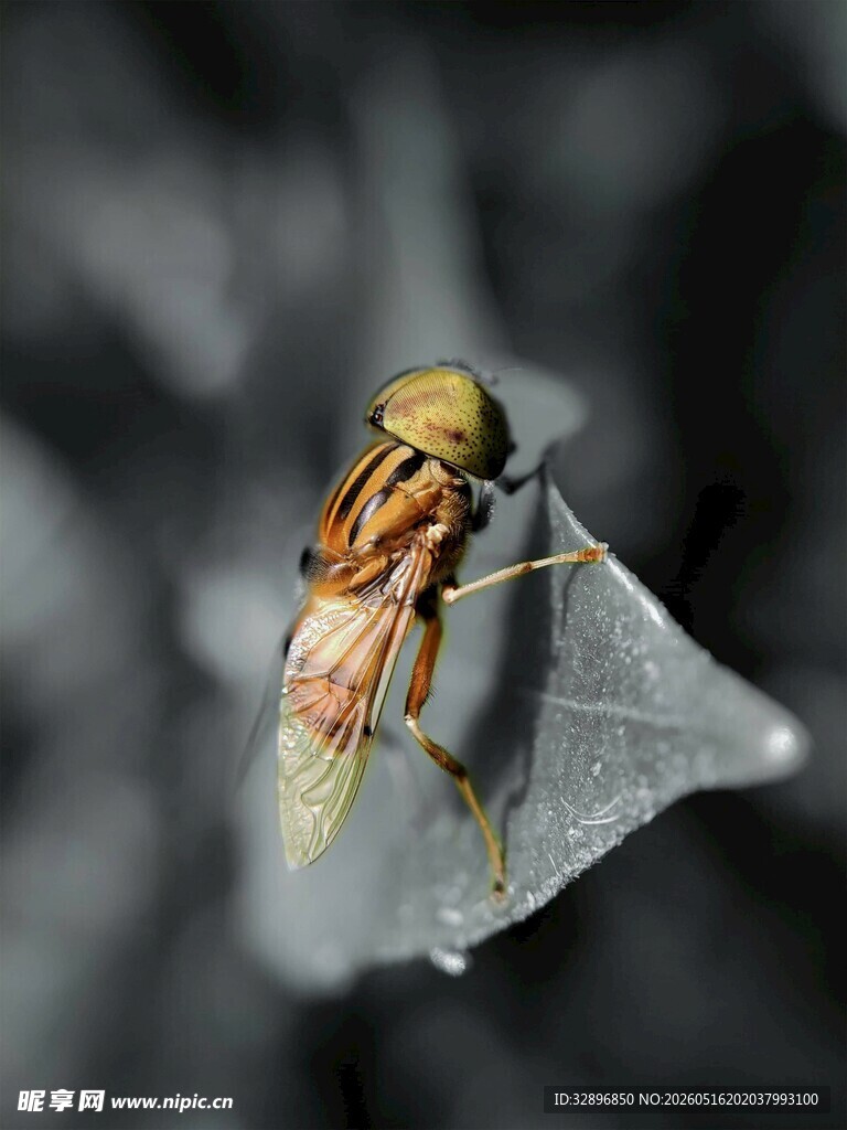 栖息于叶上的精致昆虫