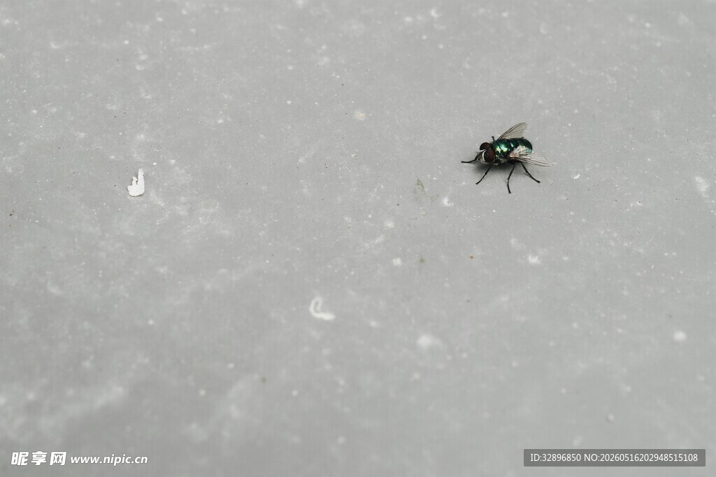 雪地中的黑色甲虫
