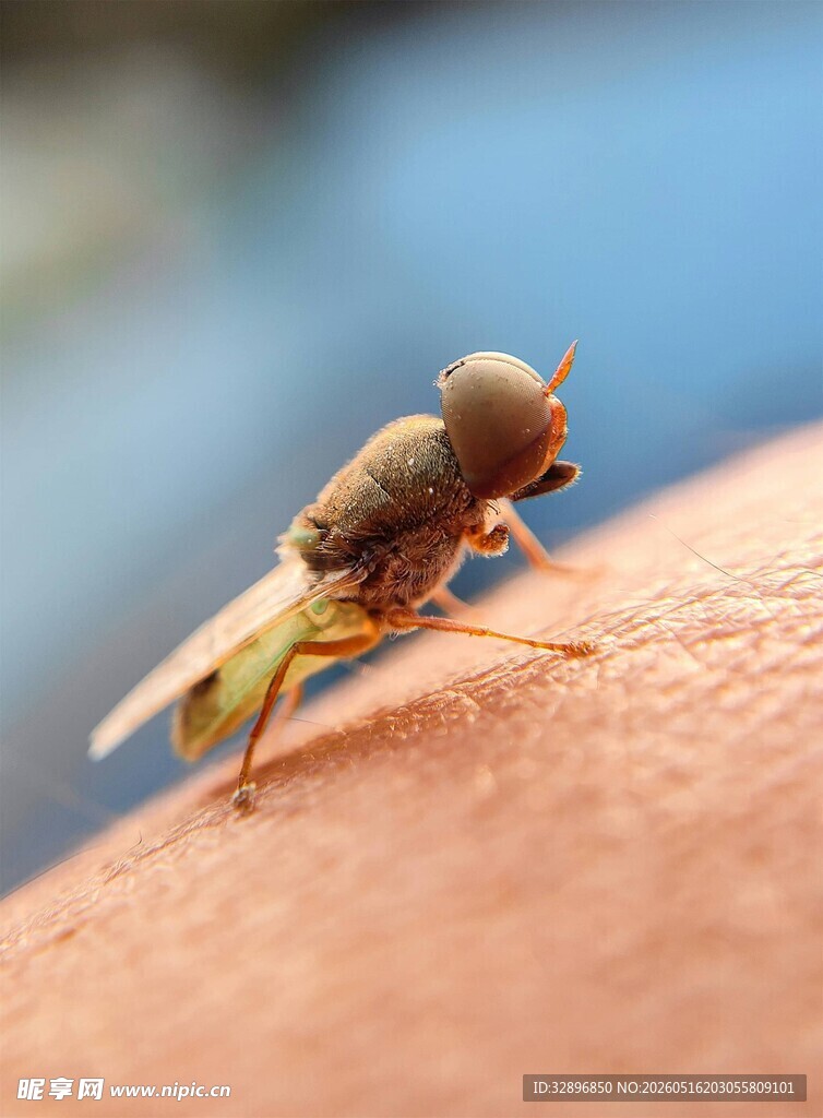 指尖上的小昆虫