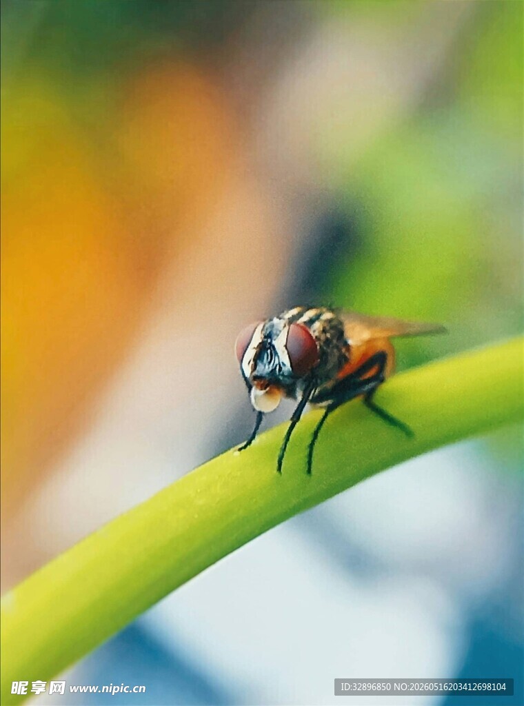绿叶上的苍蝇特写