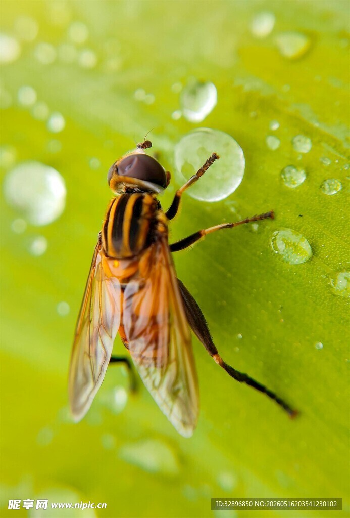 水珠上的条纹蝇