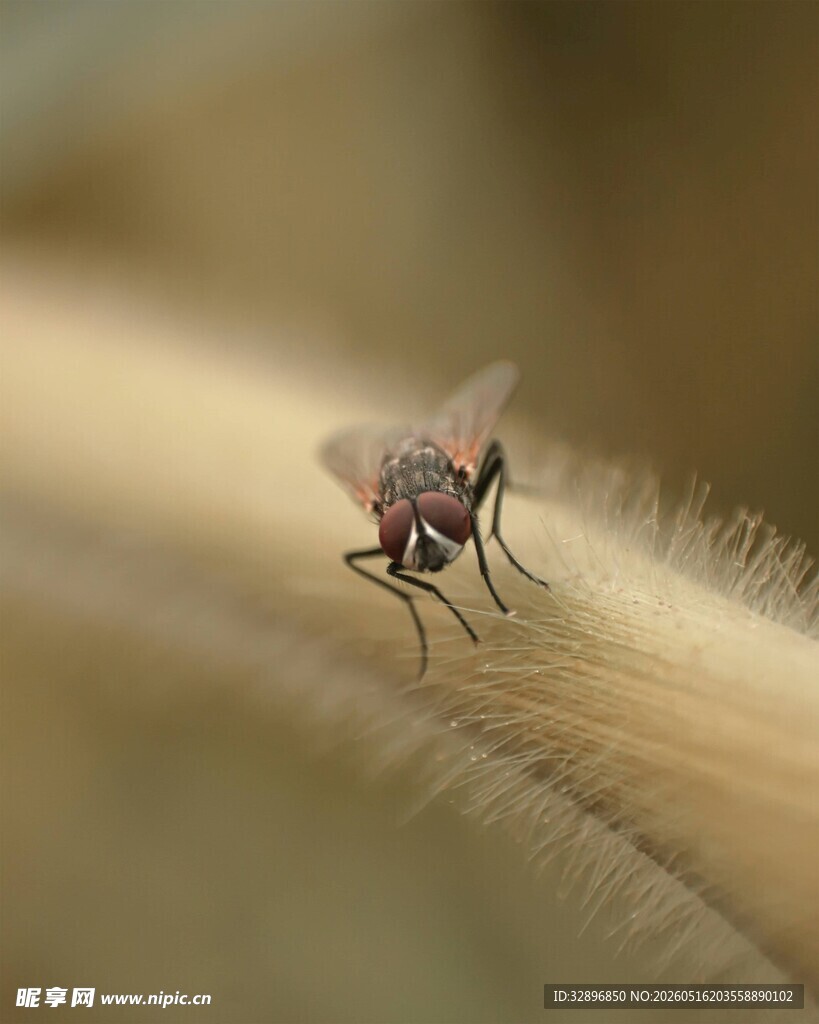 停在草茎上的小苍蝇
