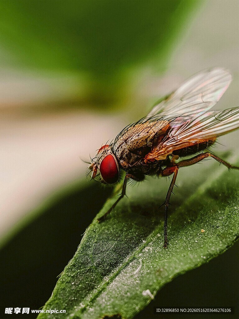 绿叶上的红眼睛小蝇
