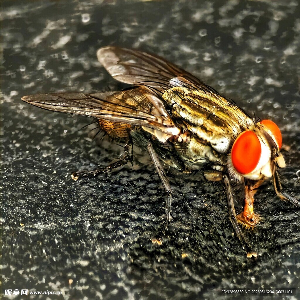 红眼条纹苍蝇近景特写