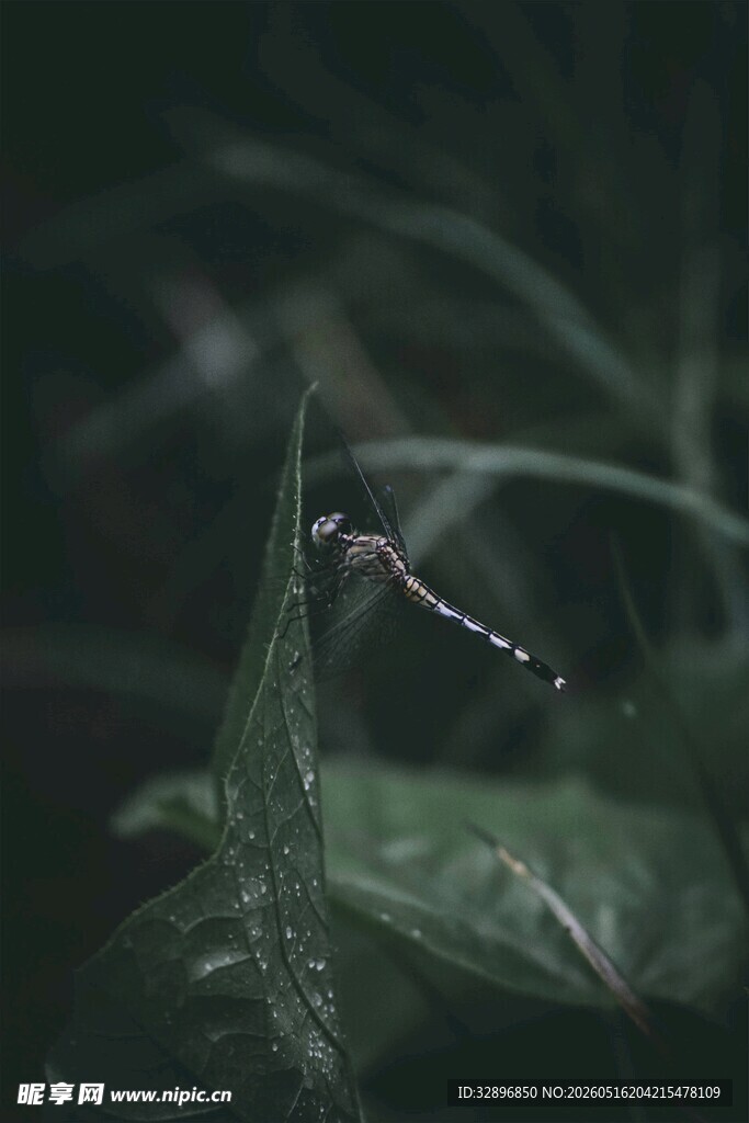 叶尖上的晶莹露珠