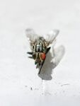 雪地中的苍蝇