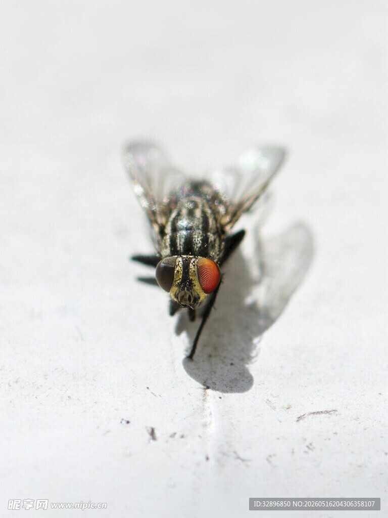 雪地中的苍蝇