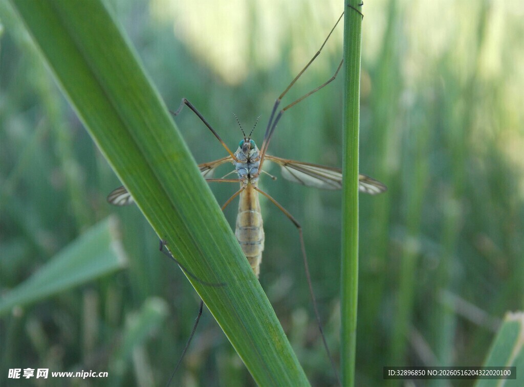 草丛中的长触角昆虫