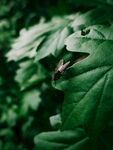 绿叶上的精致小昆虫
