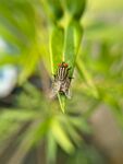 绿叶上的停歇的小昆虫