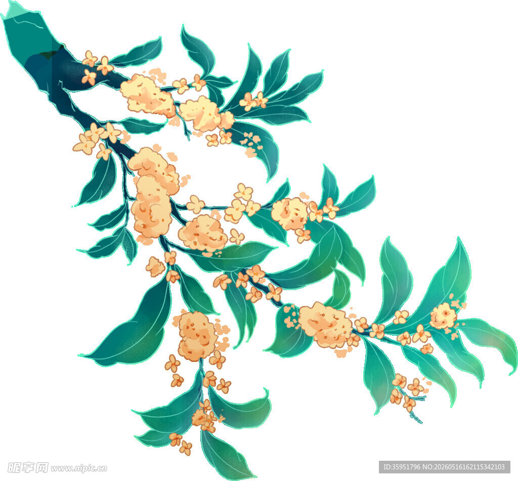 手绘桂花枝叶图