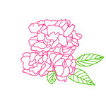 粉色手绘花卉图案