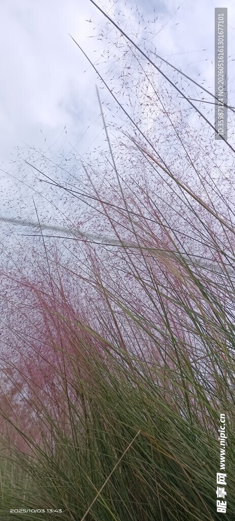 粉黛乱子草的梦幻景致
