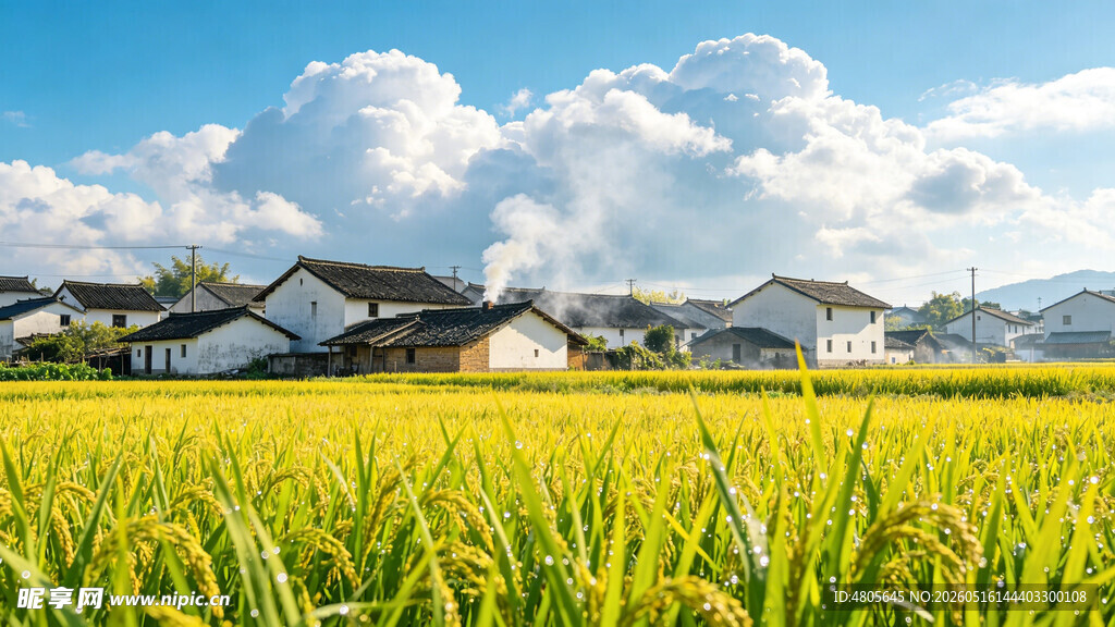 金黄稻田旁的宁静村落