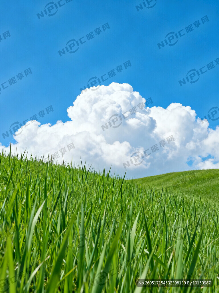 蓝天白云绿草地 小草茂盛