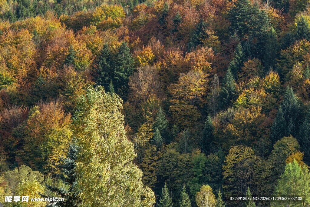 秋日山林斑斓美景