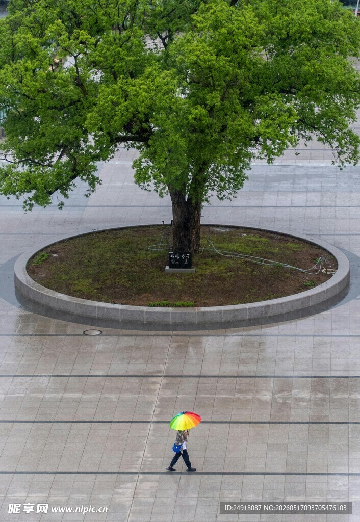 雨中撑伞人走过大树下