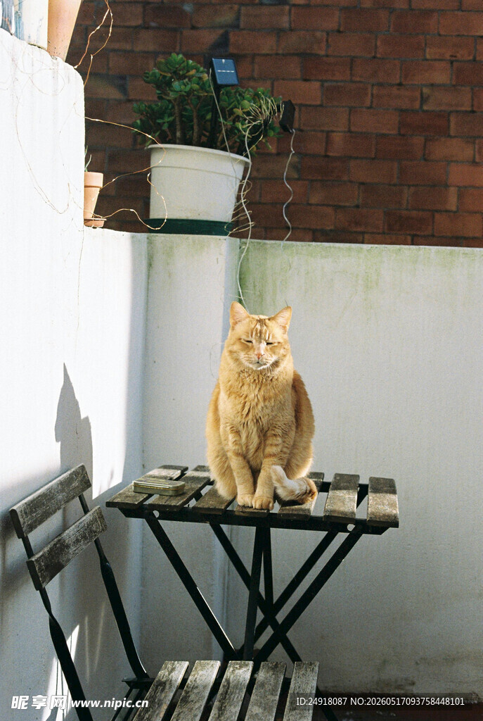 阳台上的橘猫