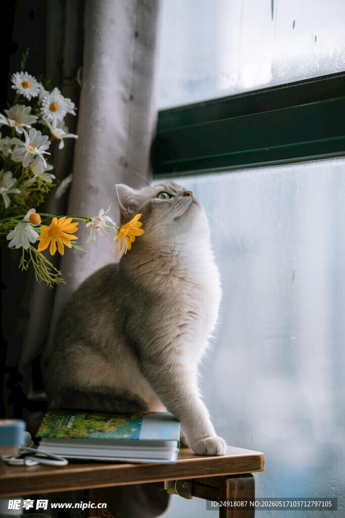 窗边猫咪伴花与书
