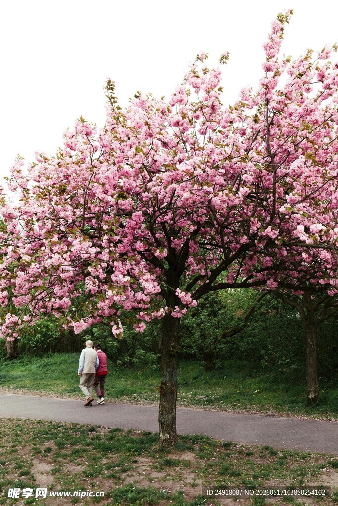春日繁花下的悠闲漫步