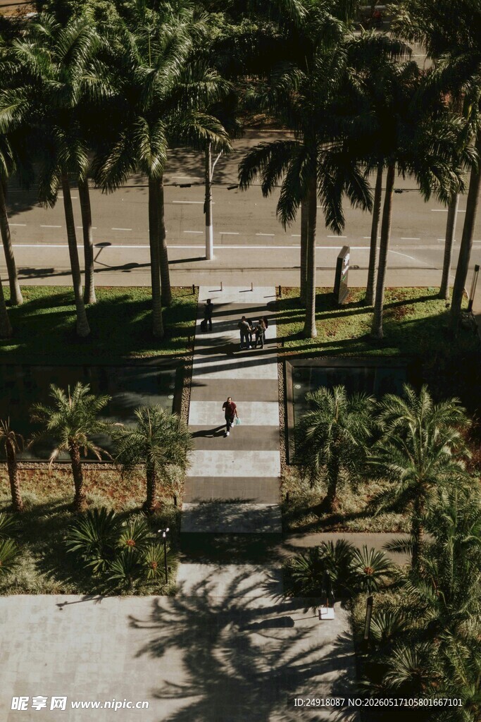 俯瞰热带棕榈树景观