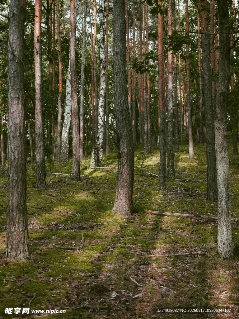 静谧林间光影森林景象