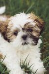 可爱小萌犬卧于绿草地上
