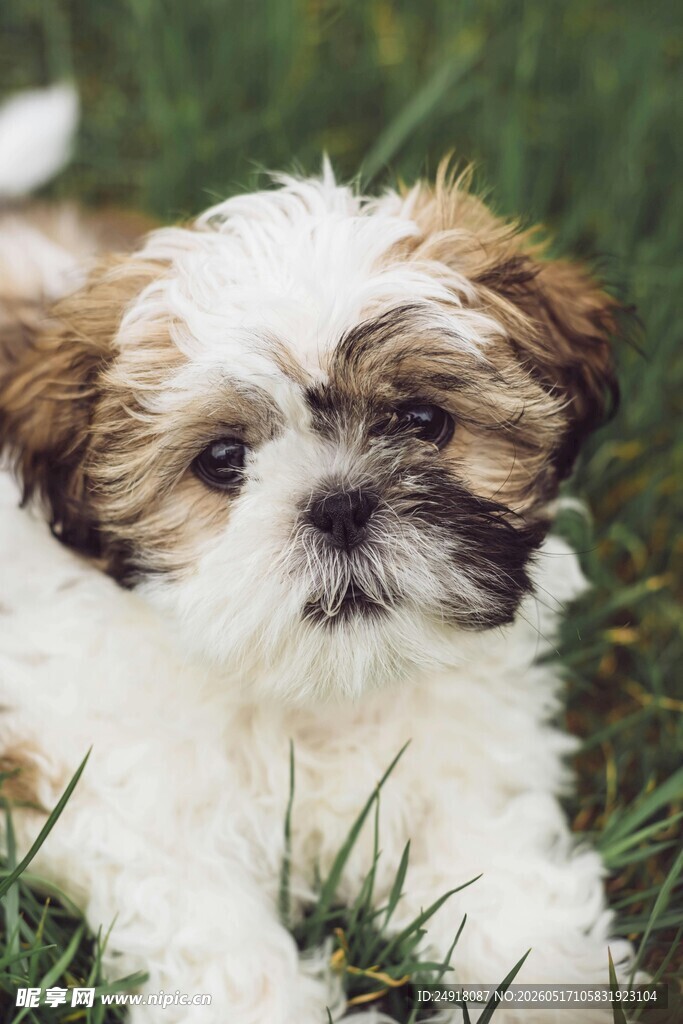 可爱小萌犬卧于绿草地上