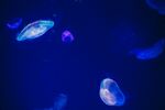 梦幻水母在深蓝中漂浮