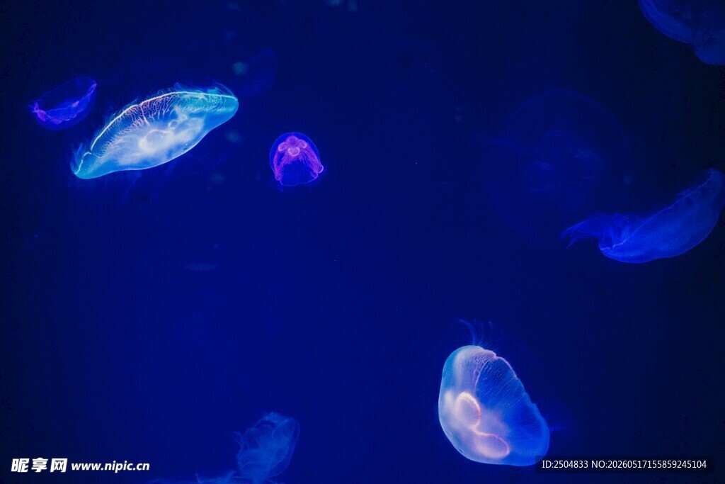 梦幻水母在深蓝中漂浮